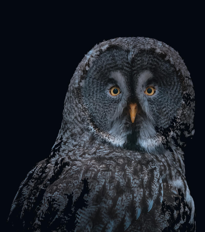 Owl. Photo: Kevin Mueller / Unsplash
