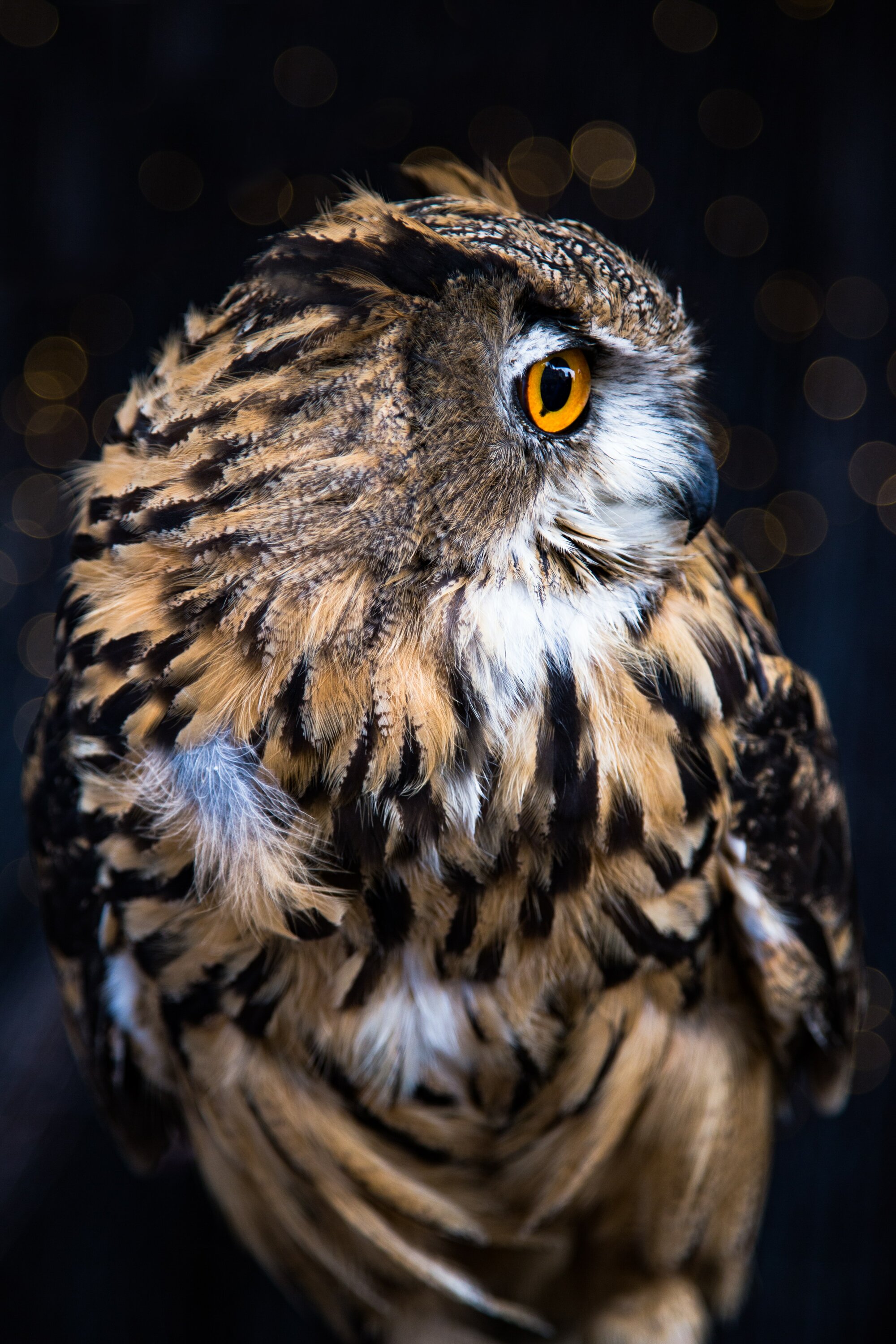 Owl. Photo: Lorenzo Moschi / Unsplash