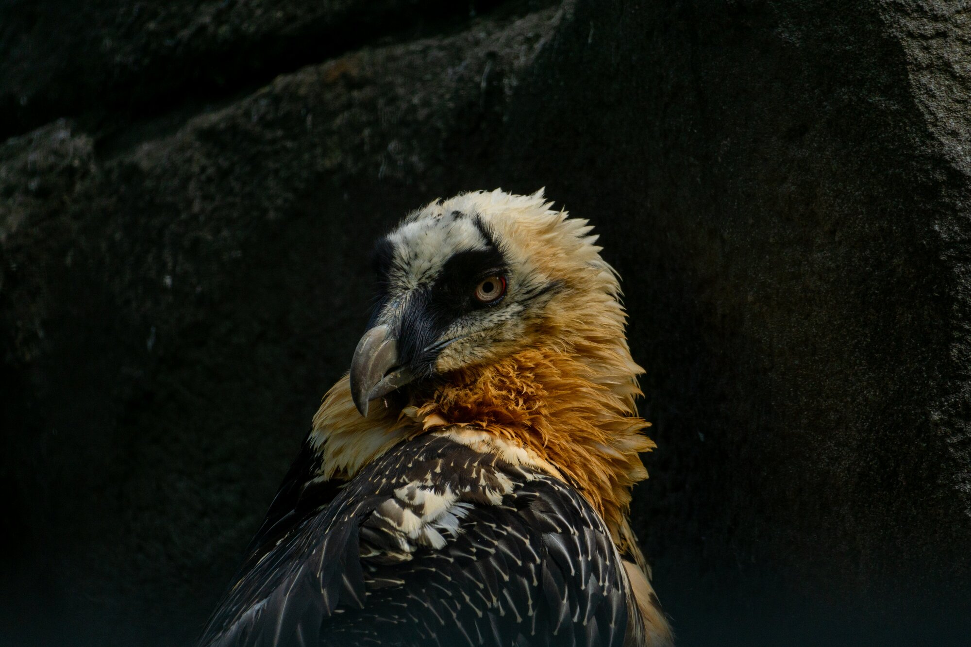 Portrait of a bearded vulture