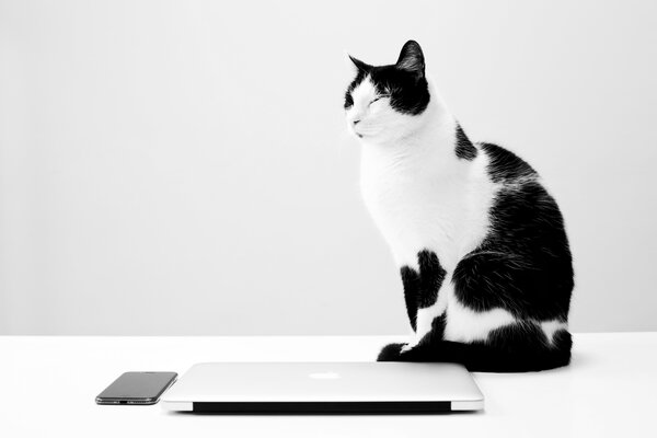 A closed laptop on a table with a black and white cat sitting next to it with its eyes shut