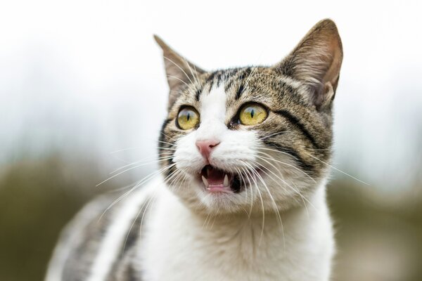 A cat looking towards the viewer and off to the left with its mouth open. Photo by A S on Unsplash
