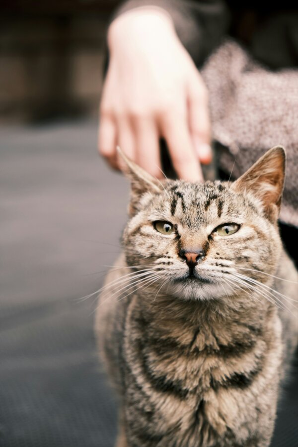 A tabby cat looking at the viewer. In the background, a petting hand. Photo by Seele An on Unsplash