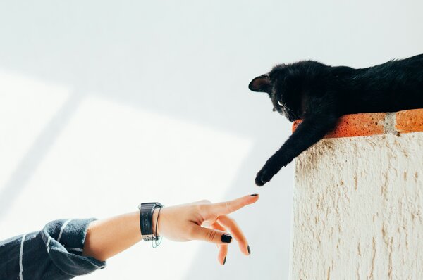 A black cat reaching out to a person's hand. Photo by Humberto Arellano on Unsplash